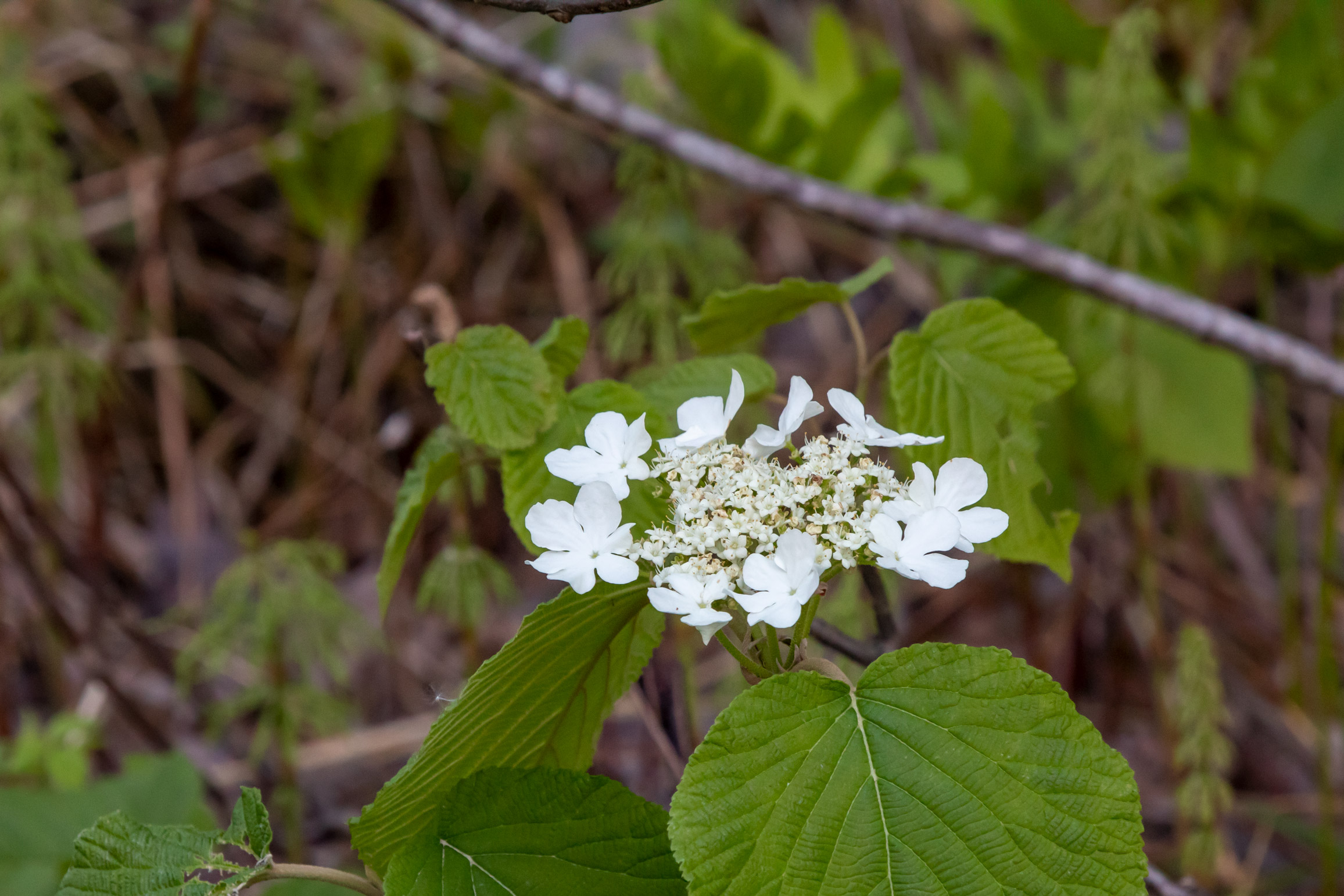 Circle of white flowers on a green plant