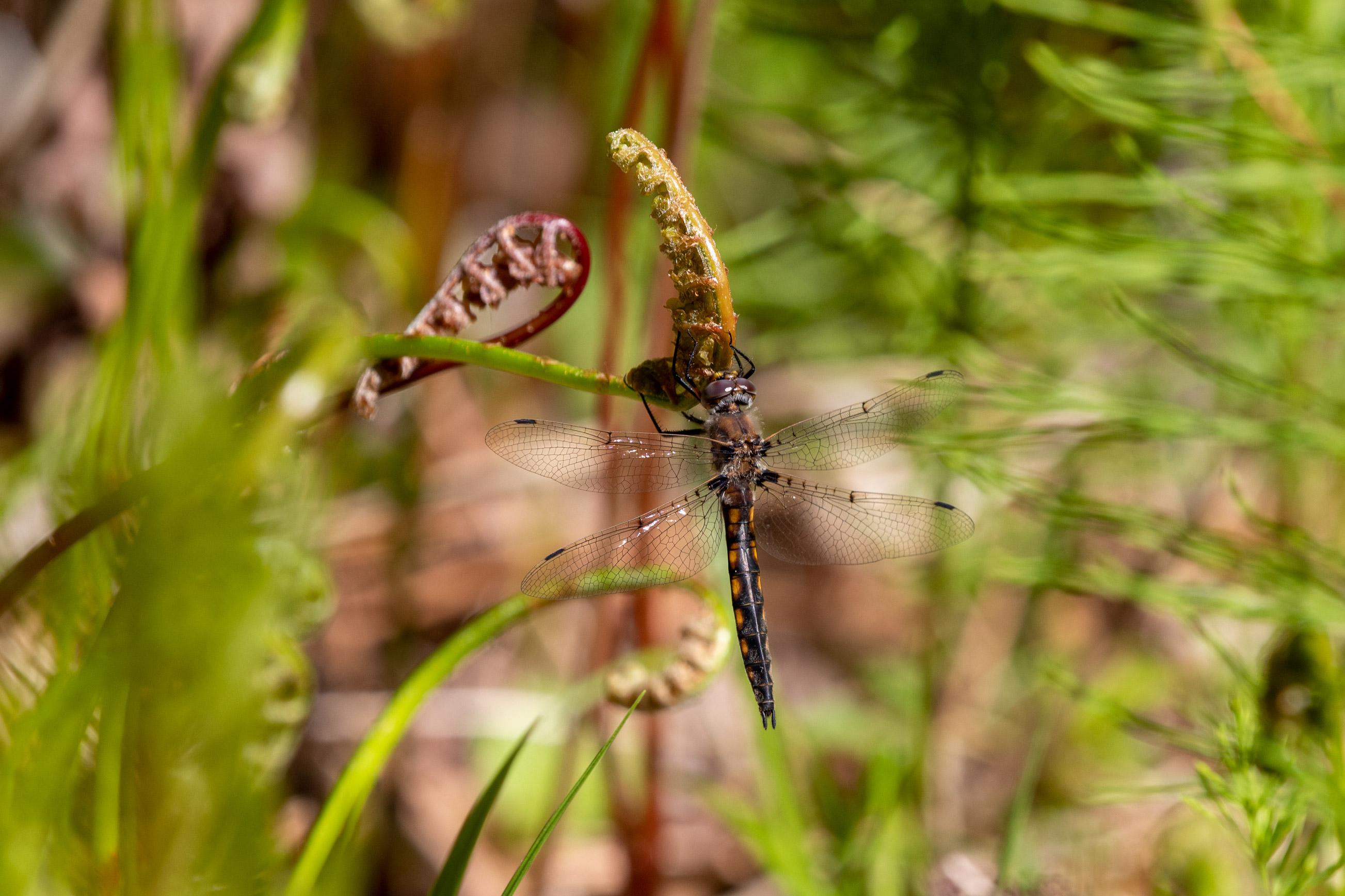 Dragonfly with transparent wings on full display resting on a plant