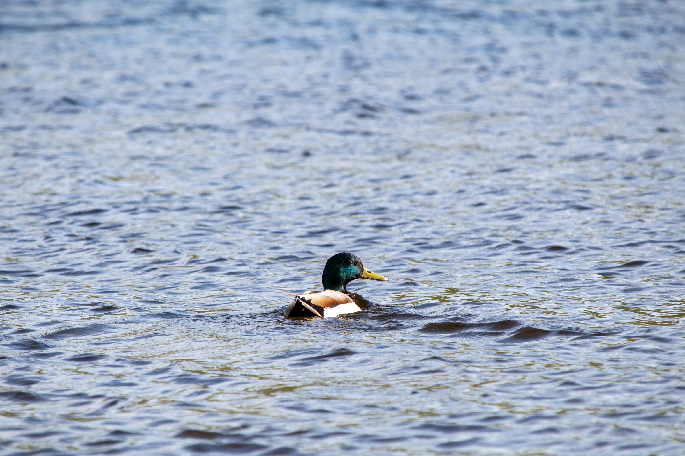 Mallard duck floating on water