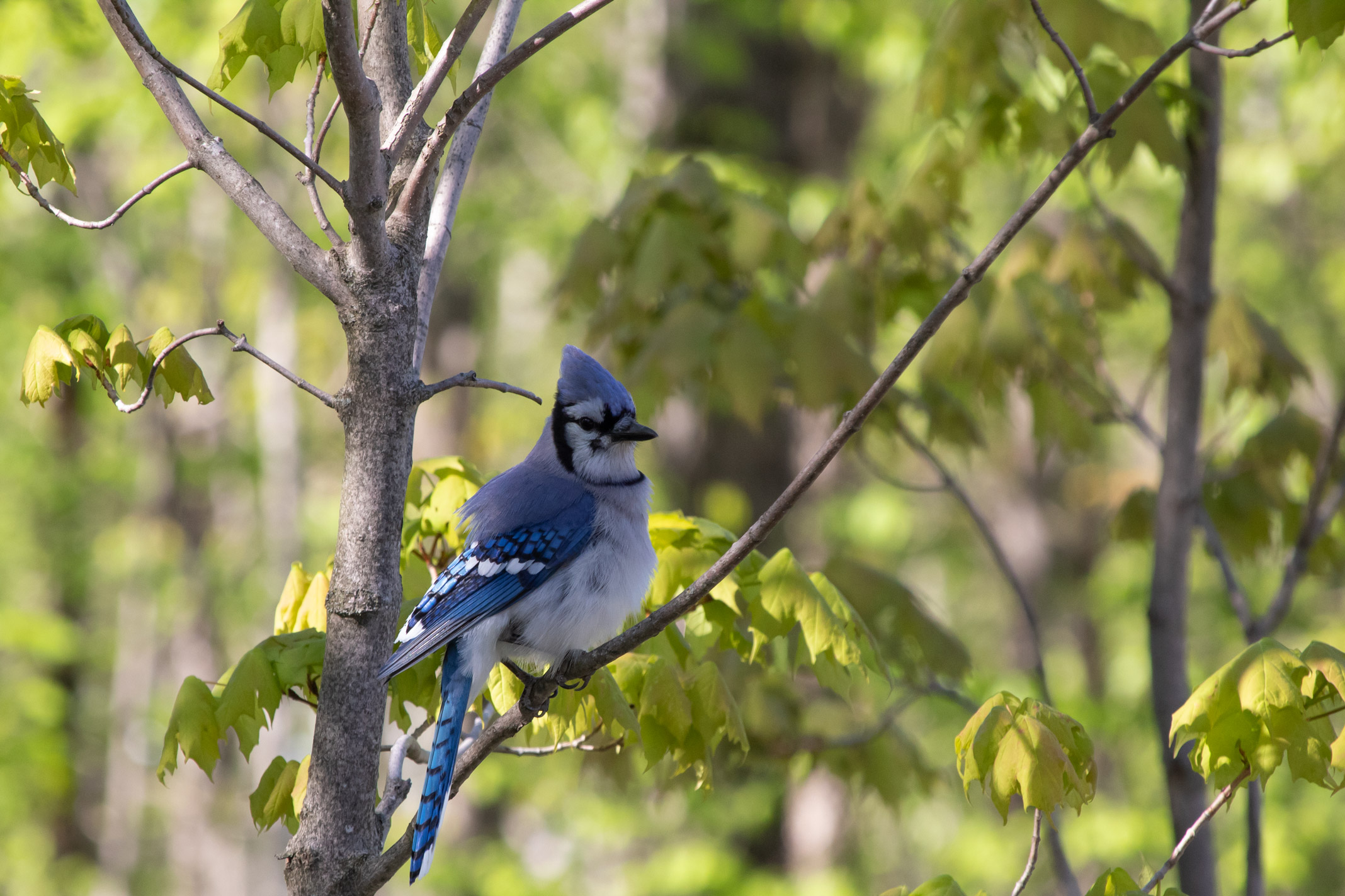 Very puffed up blue jay sitting on a small tree branch