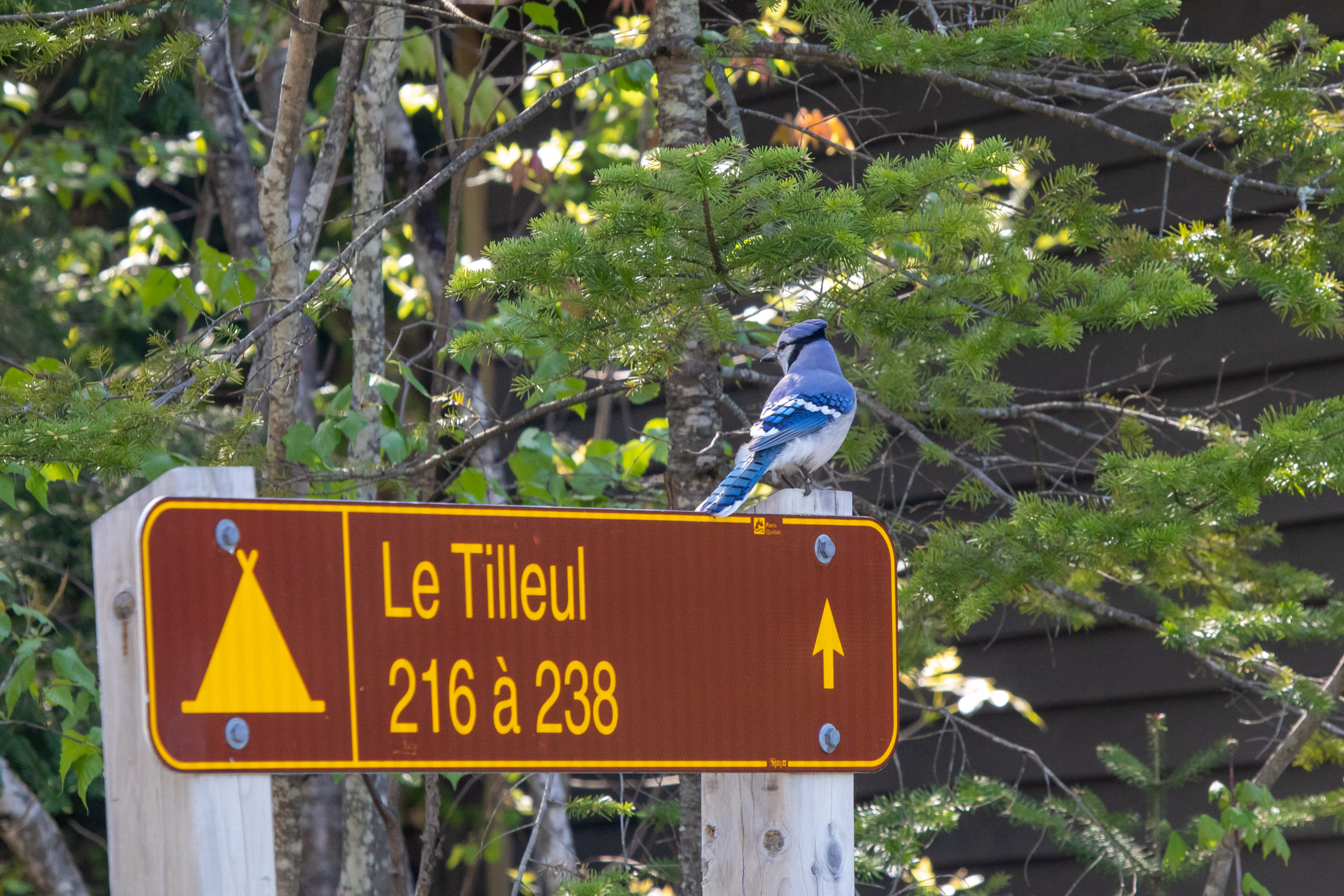 Blue jay sitting on the post of a sign which reads "Le Tilleul, 216 à 238"