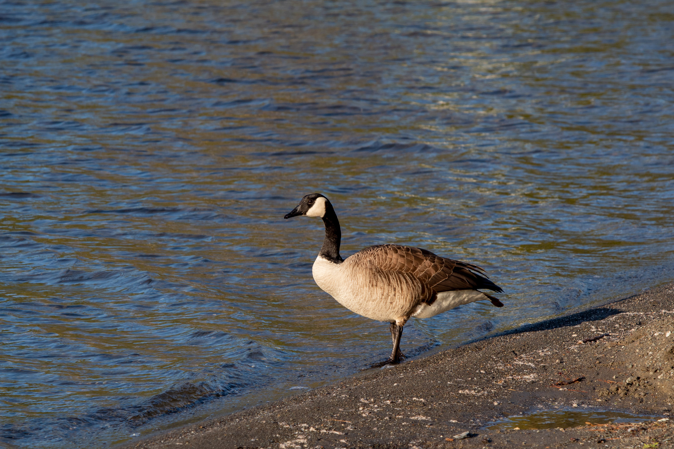 Canadian Goose walking along the border between a sandy beach and a watery lake