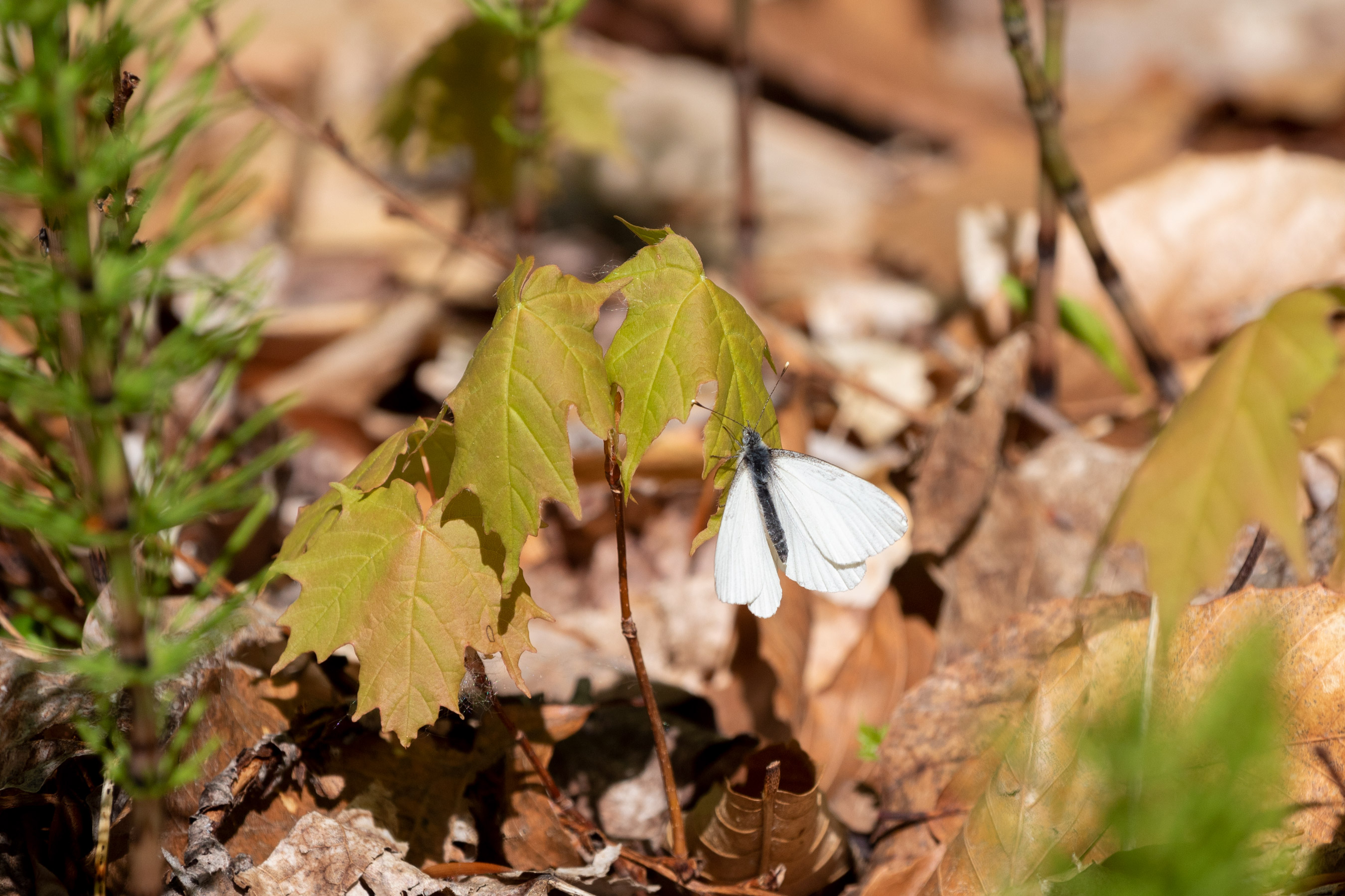 Small white butterfly sitting on a young maple tree