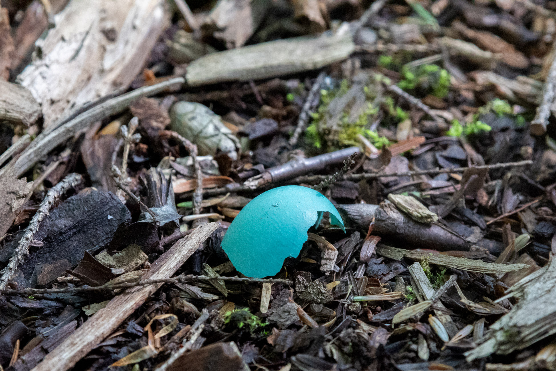 Part of a small blue egg shell sitting on a forest floor