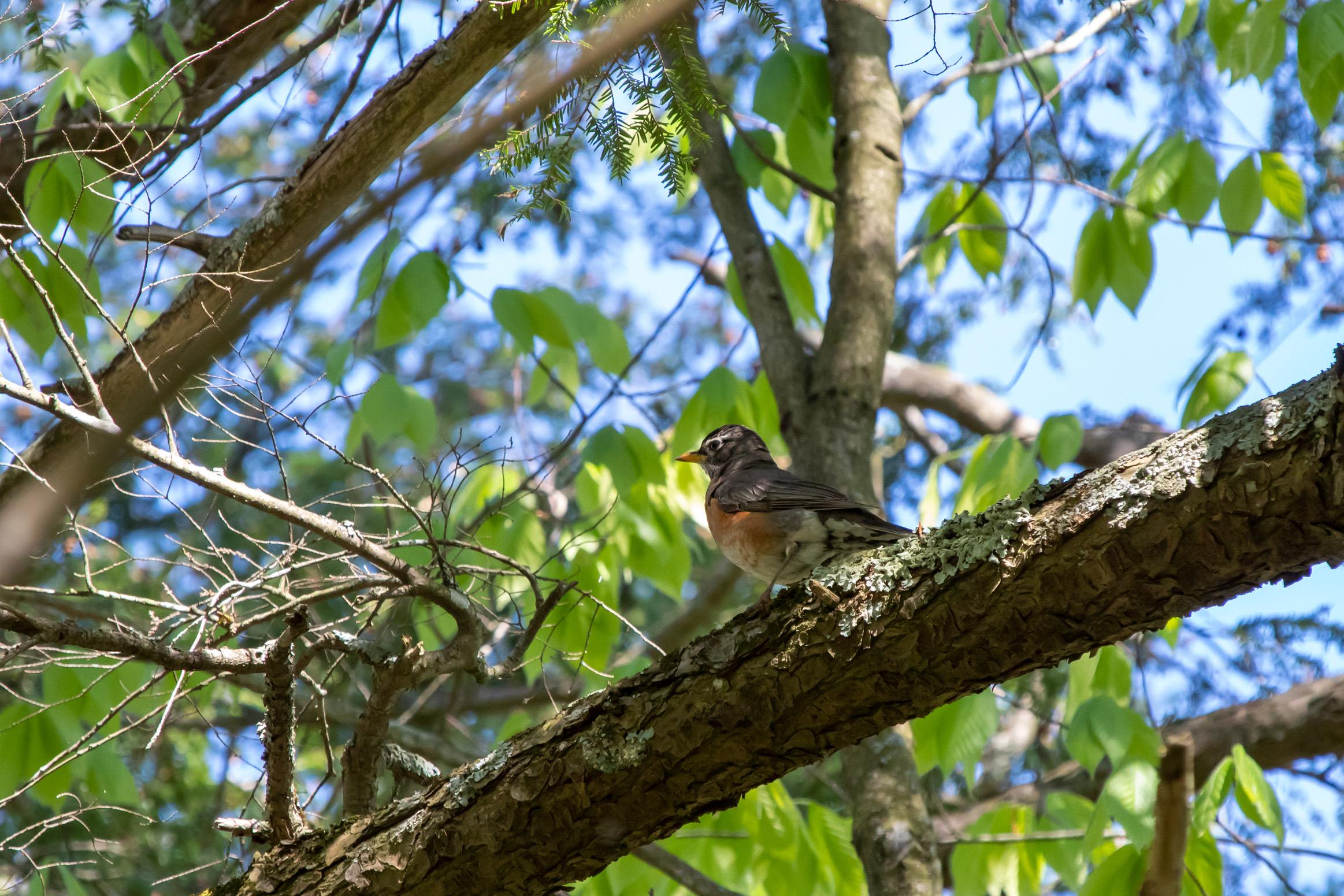 Young grey and orange bird in a tree