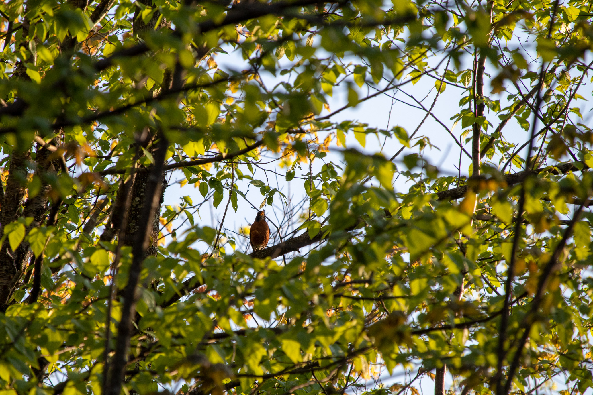 Orange and grey bird singing on a branch, surrounded by green leaves