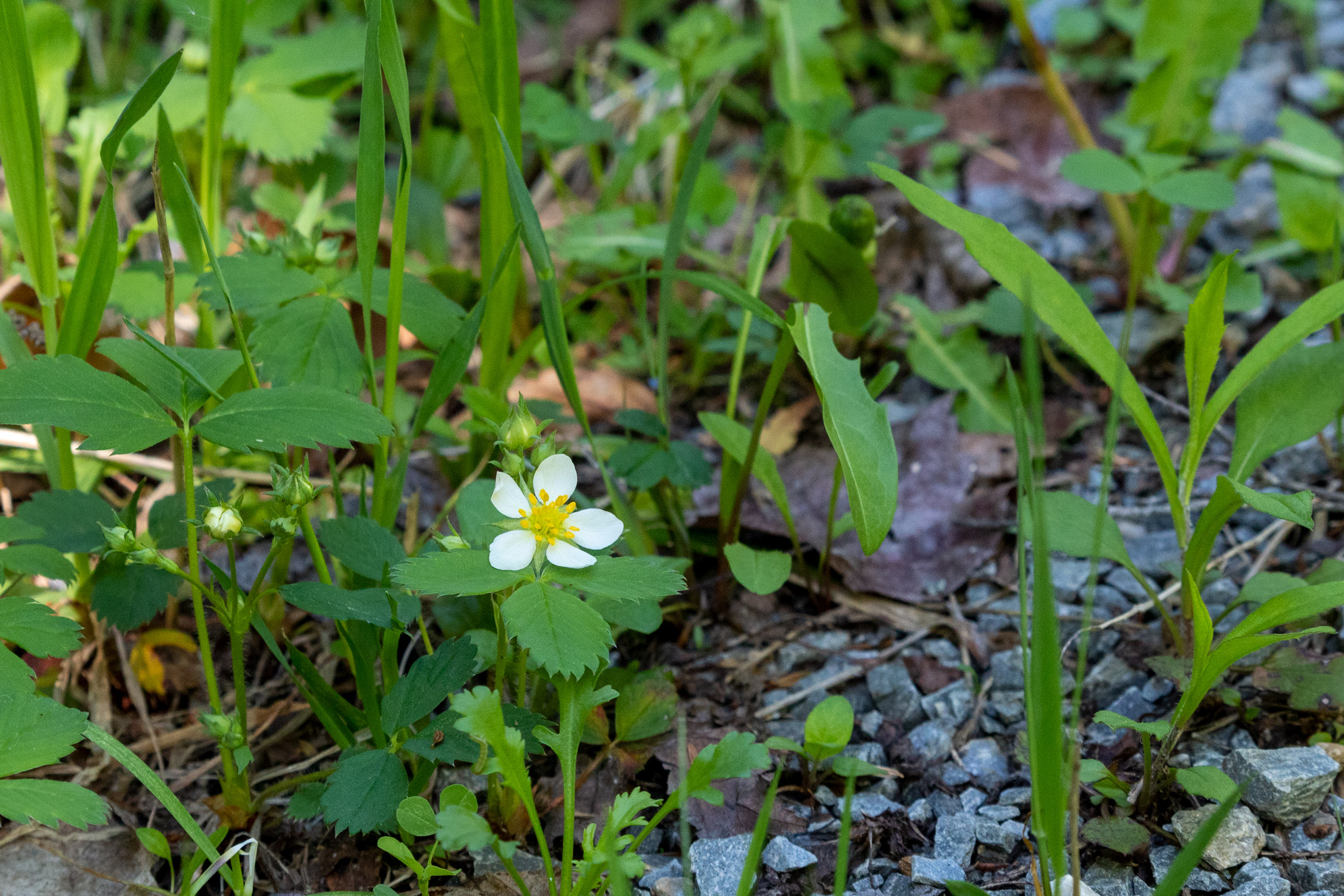 Young strawberry plant with a single white blossom