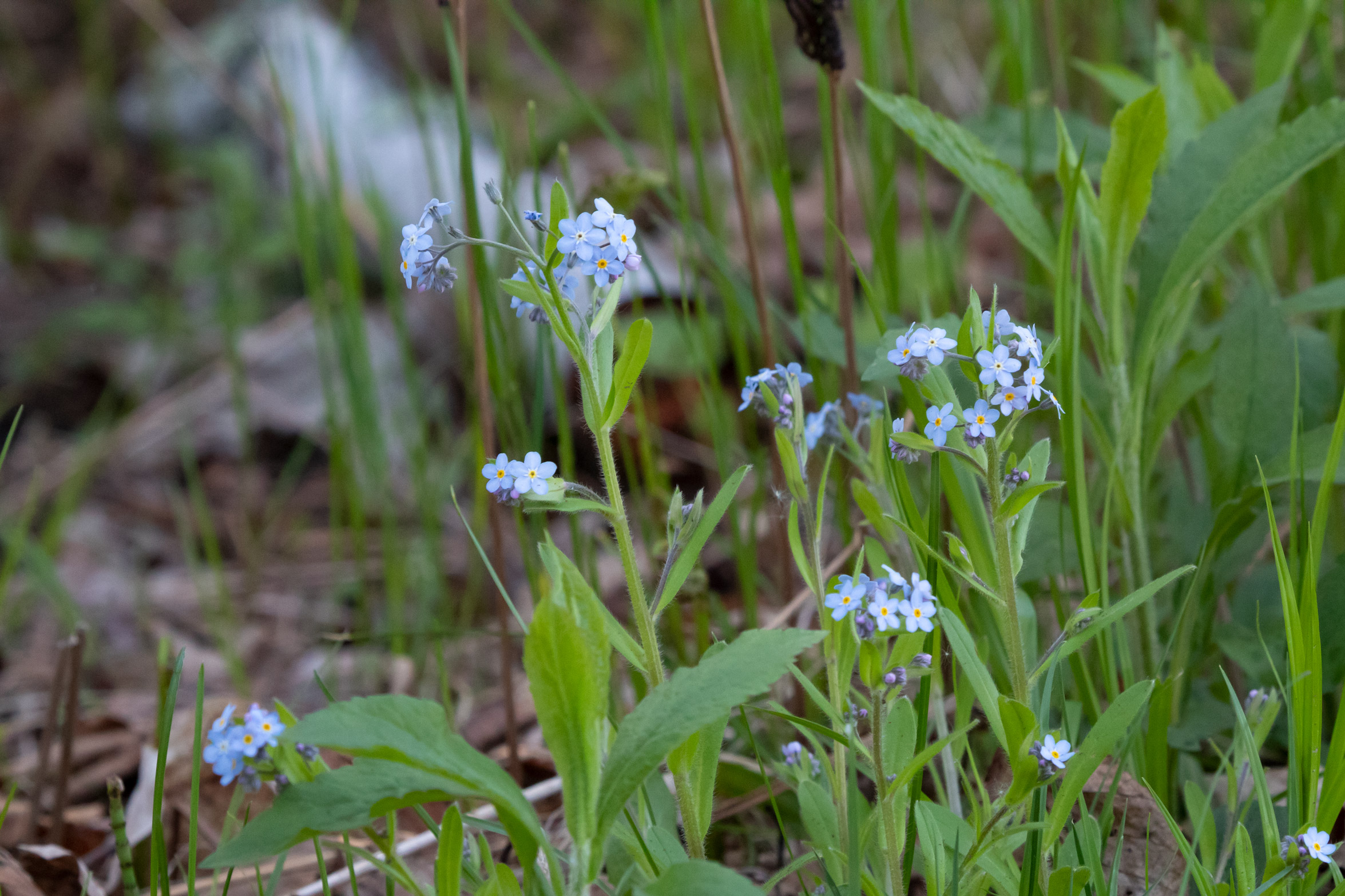Tiny blue flowers on a forest floor surrounded by green grass