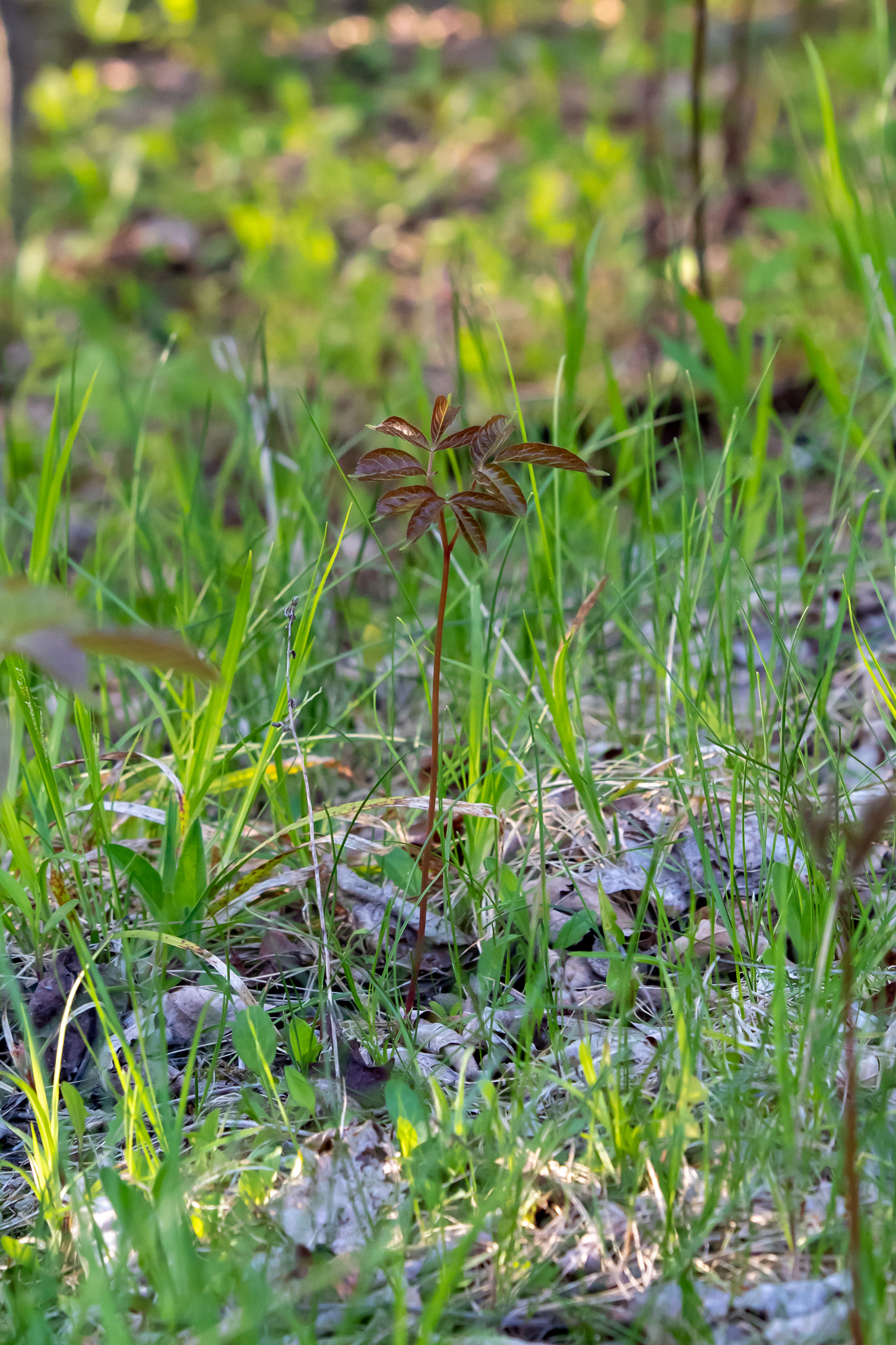 Small red-coloured tree springing from the ground