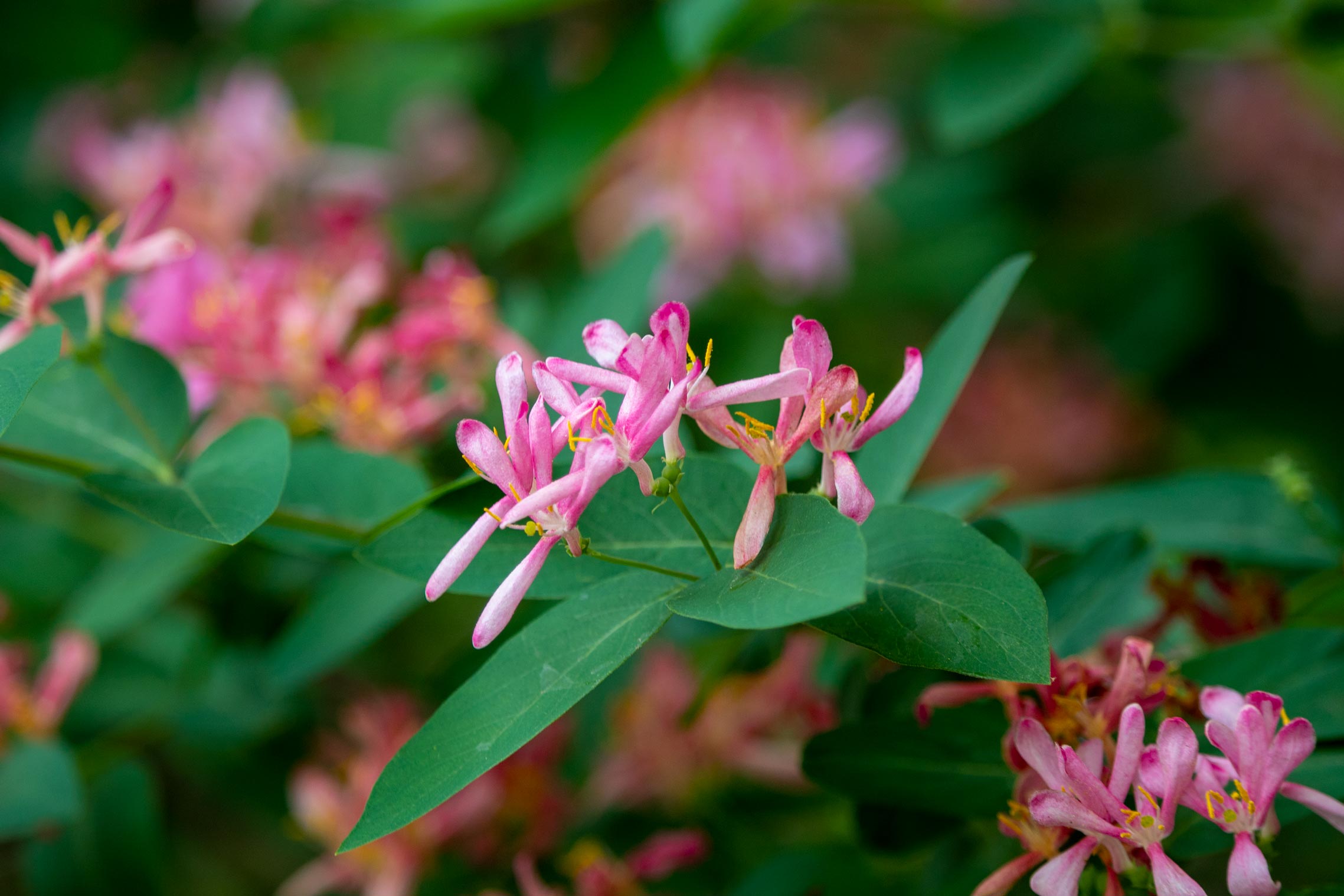 Pink flowers with green leaves