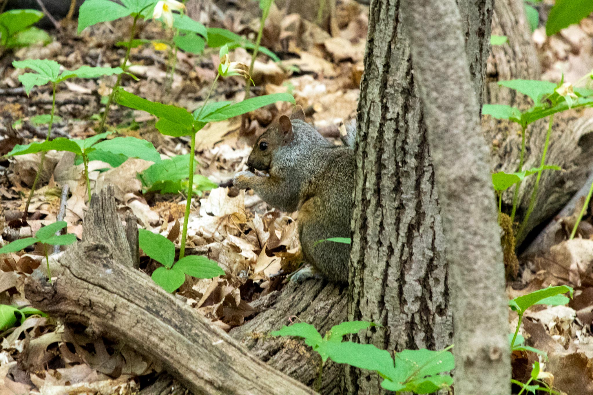 Squirrel on the ground in a forest holding a nut