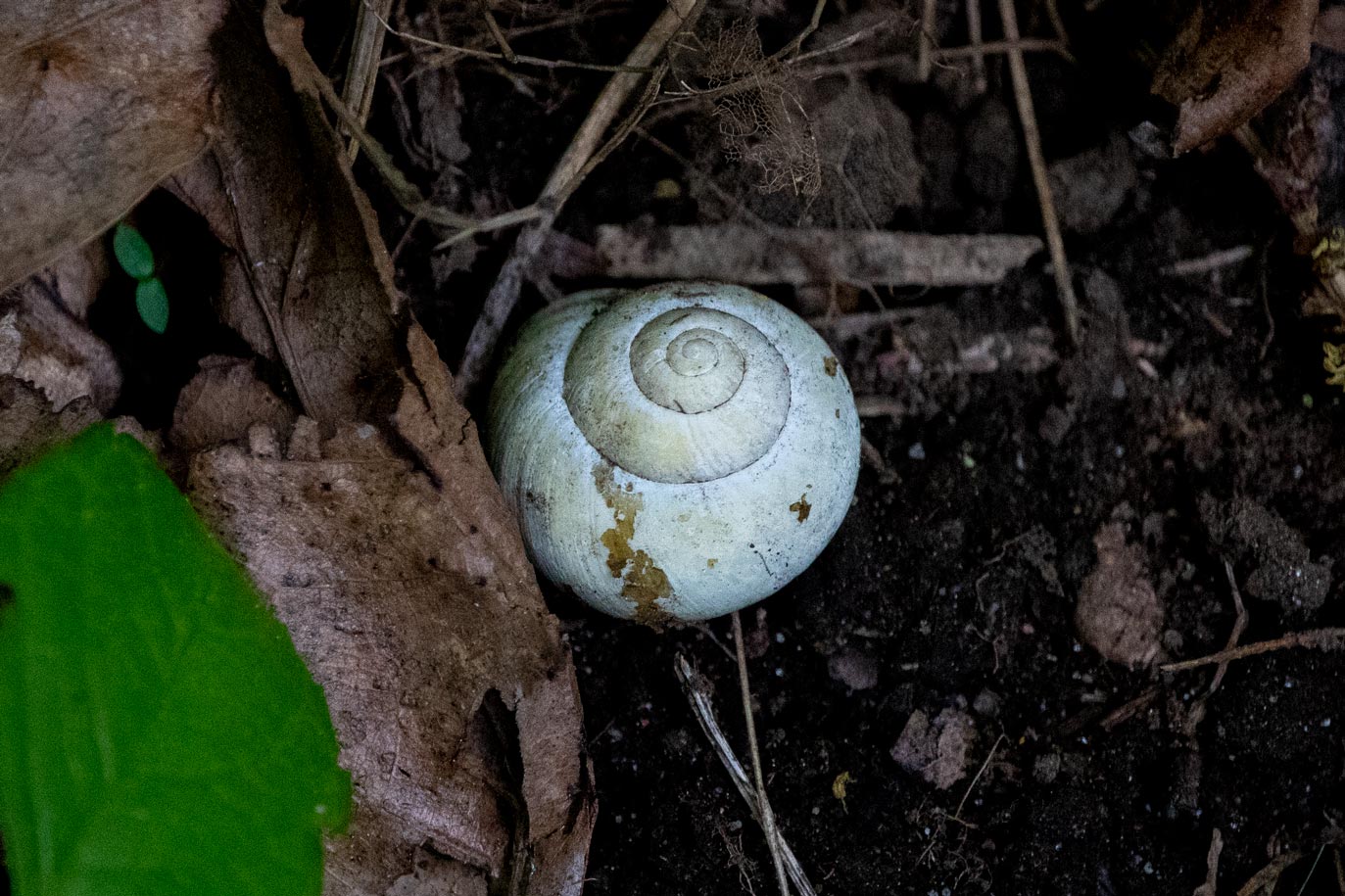White snail shell