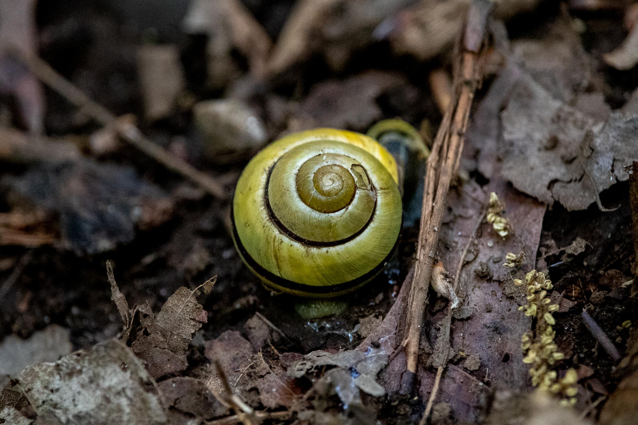 Yellow snail shell