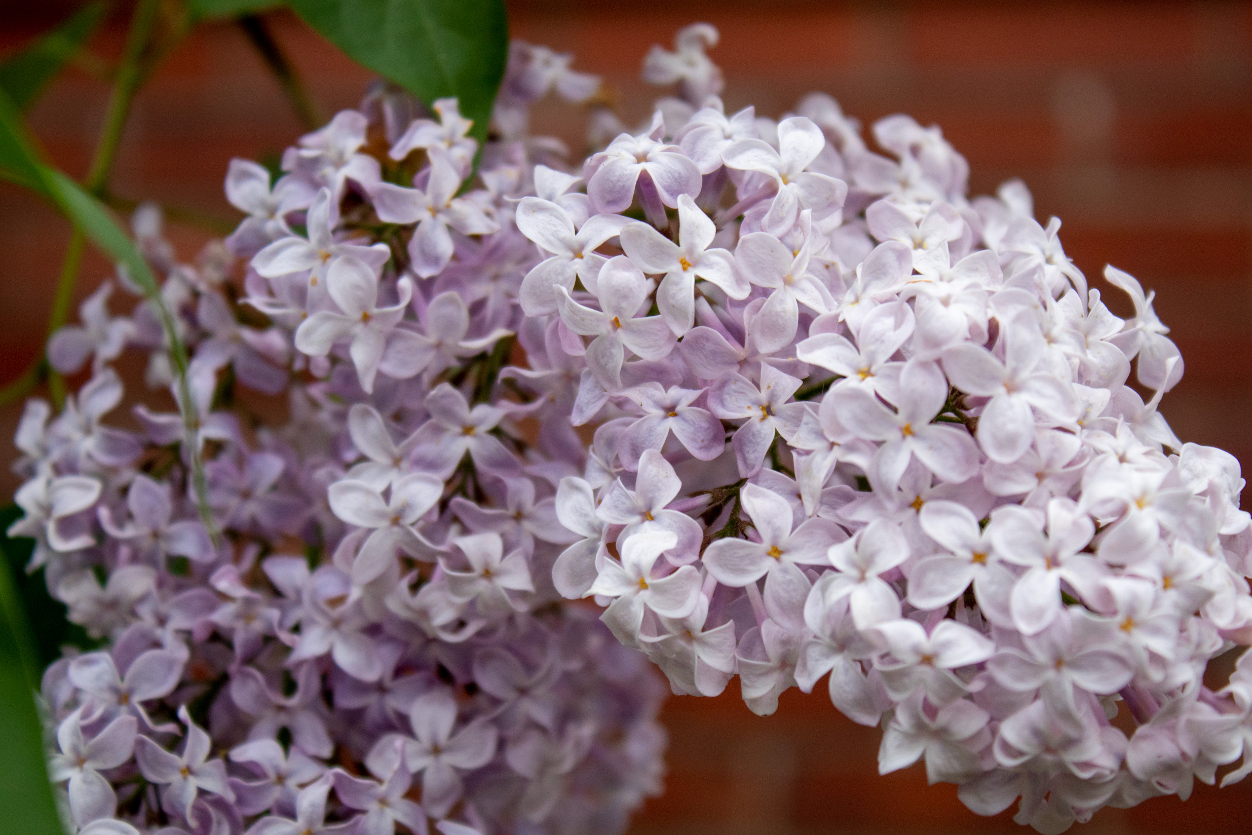Clump of pale pink flowers on a blurred brick background