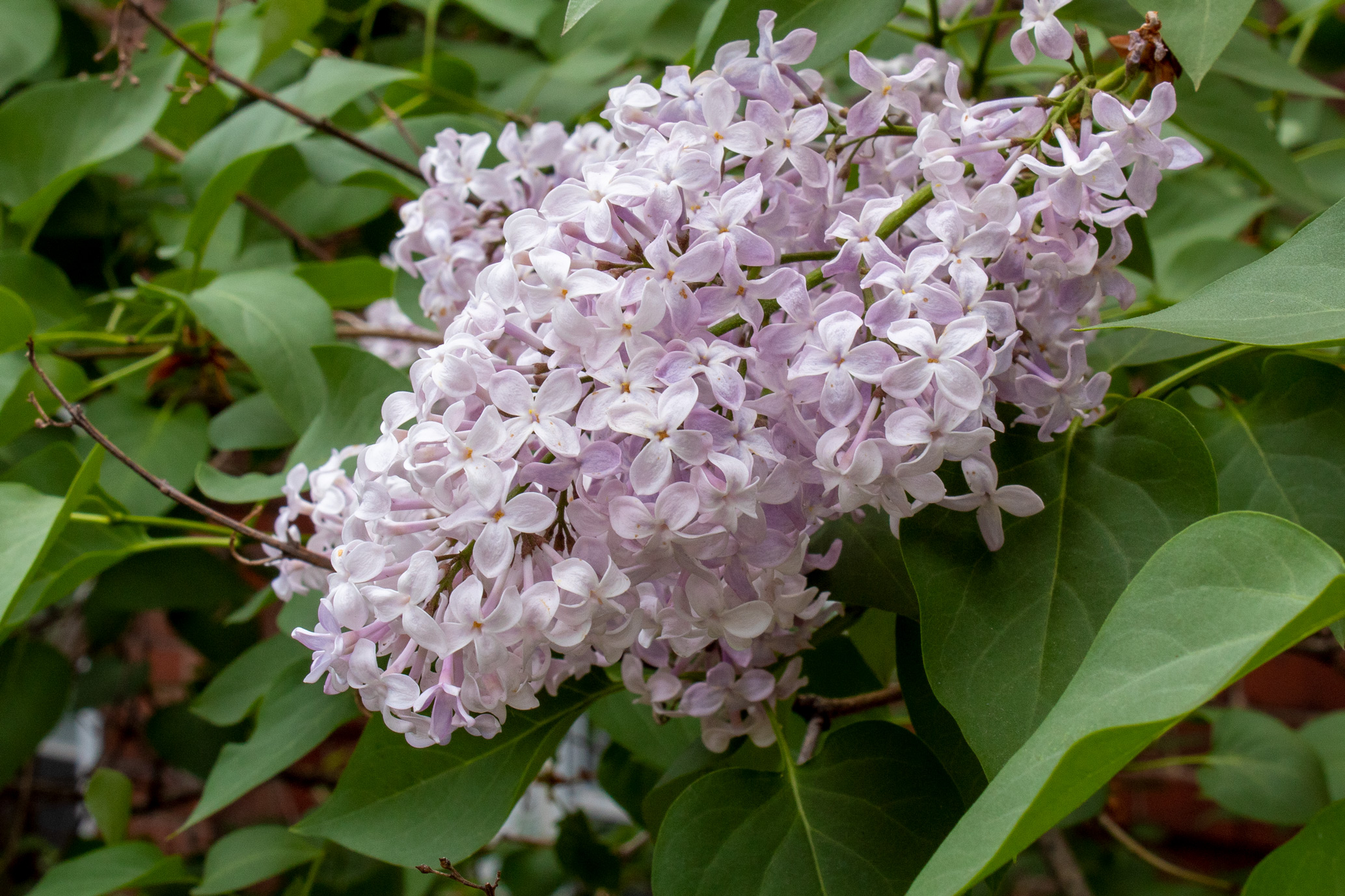 Clump of pale pink flowers surrounded by leaves