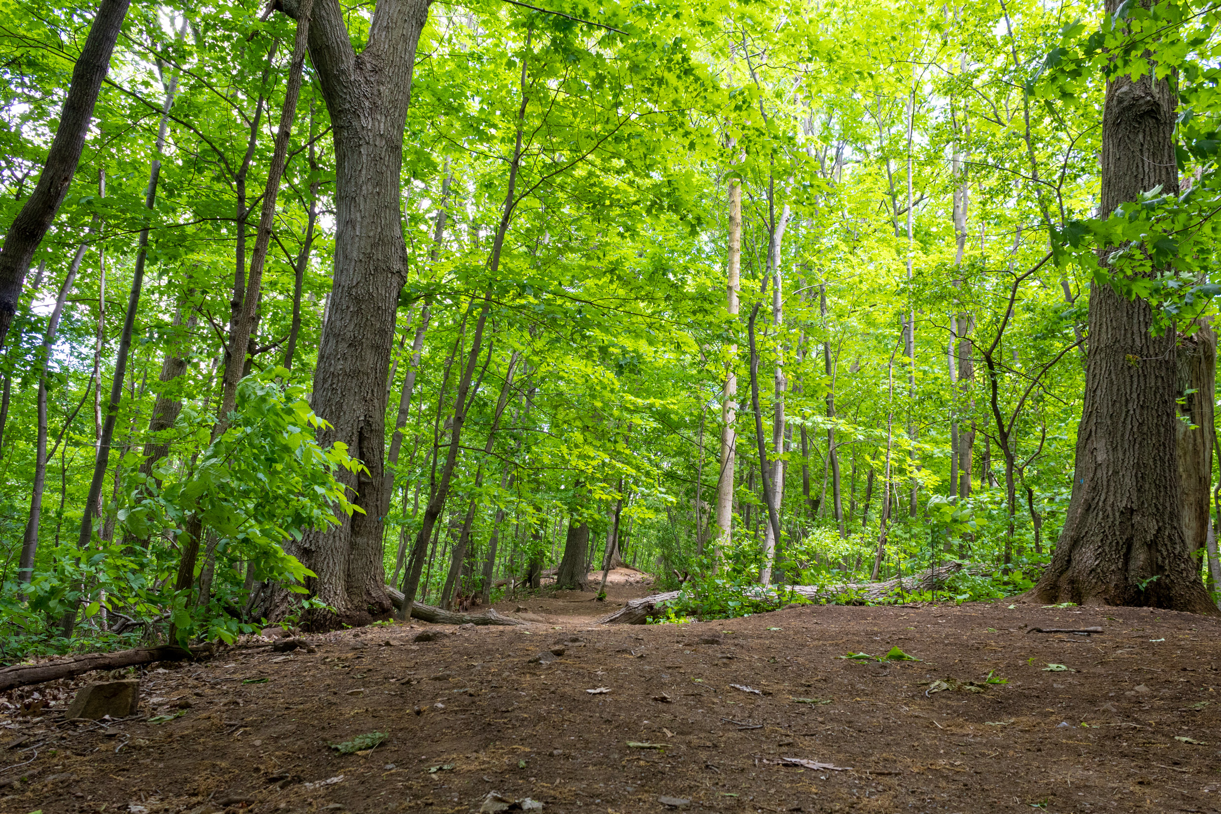 A path in a forest surrounded by green trees