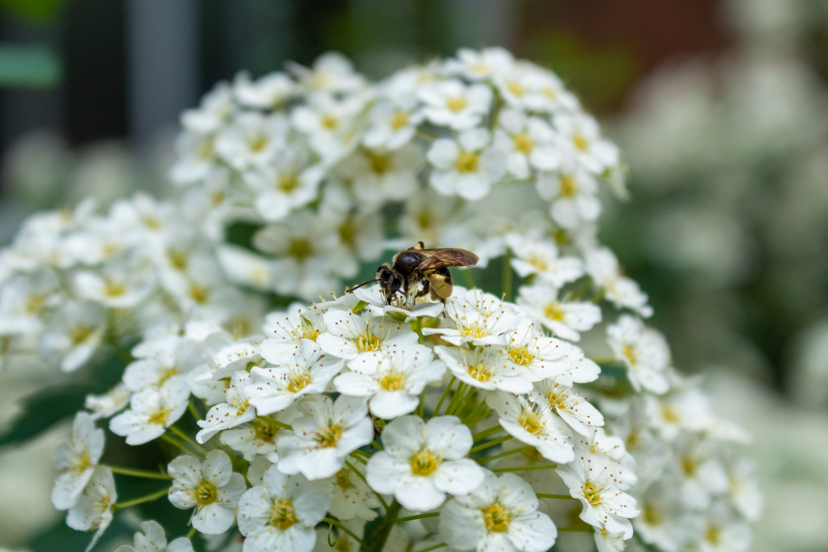Bee sitting on a bundle of white flowers