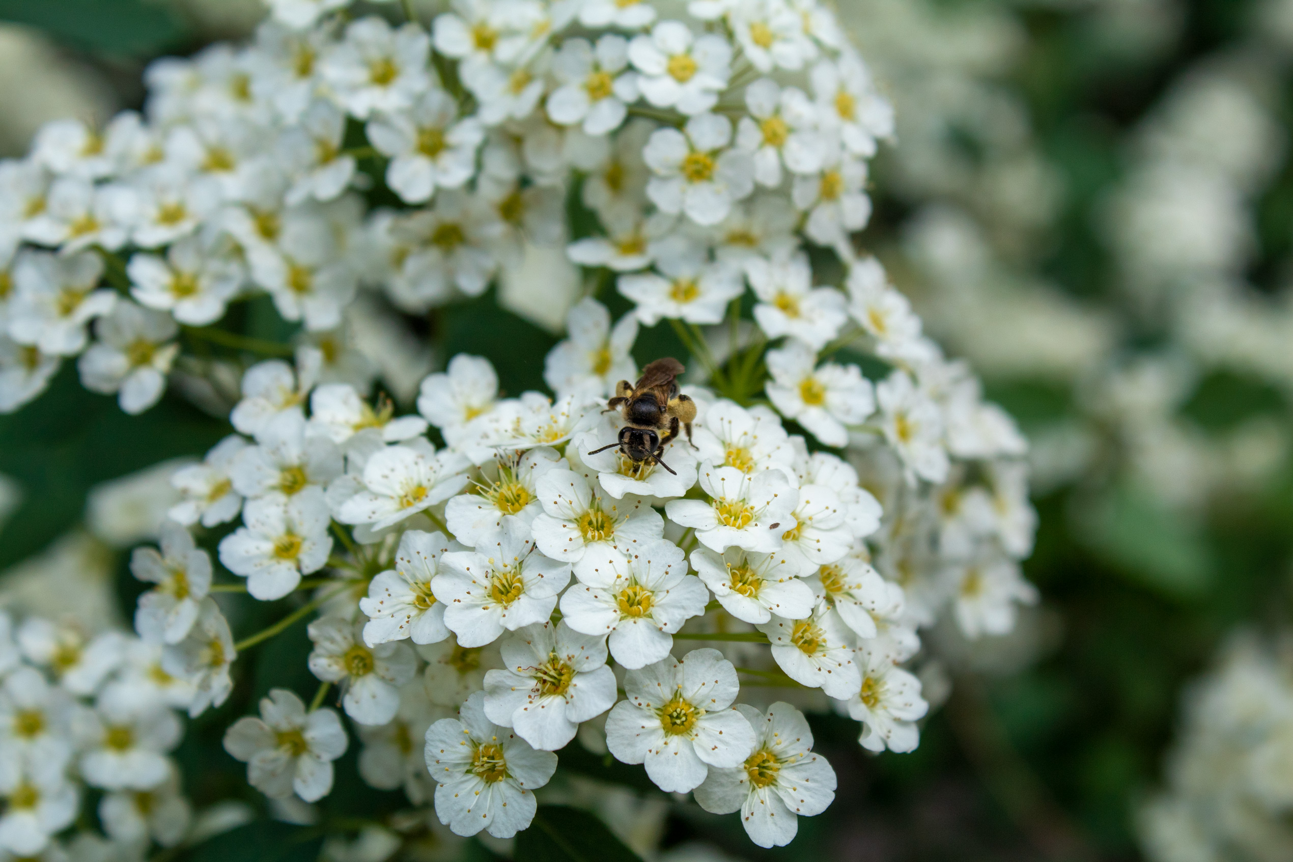 Bee sitting on a bundle of white flowers