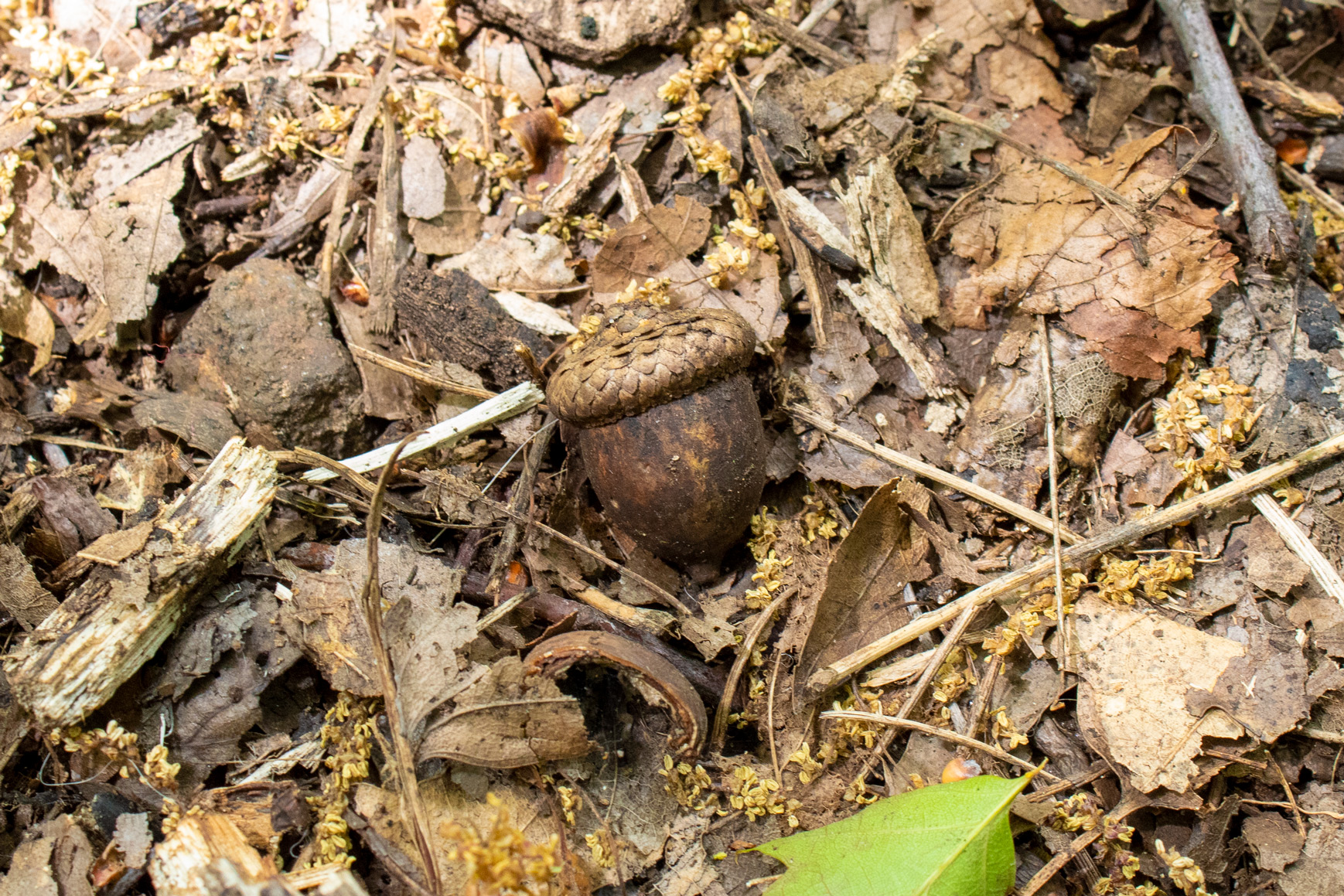 Acorn on the forest floor