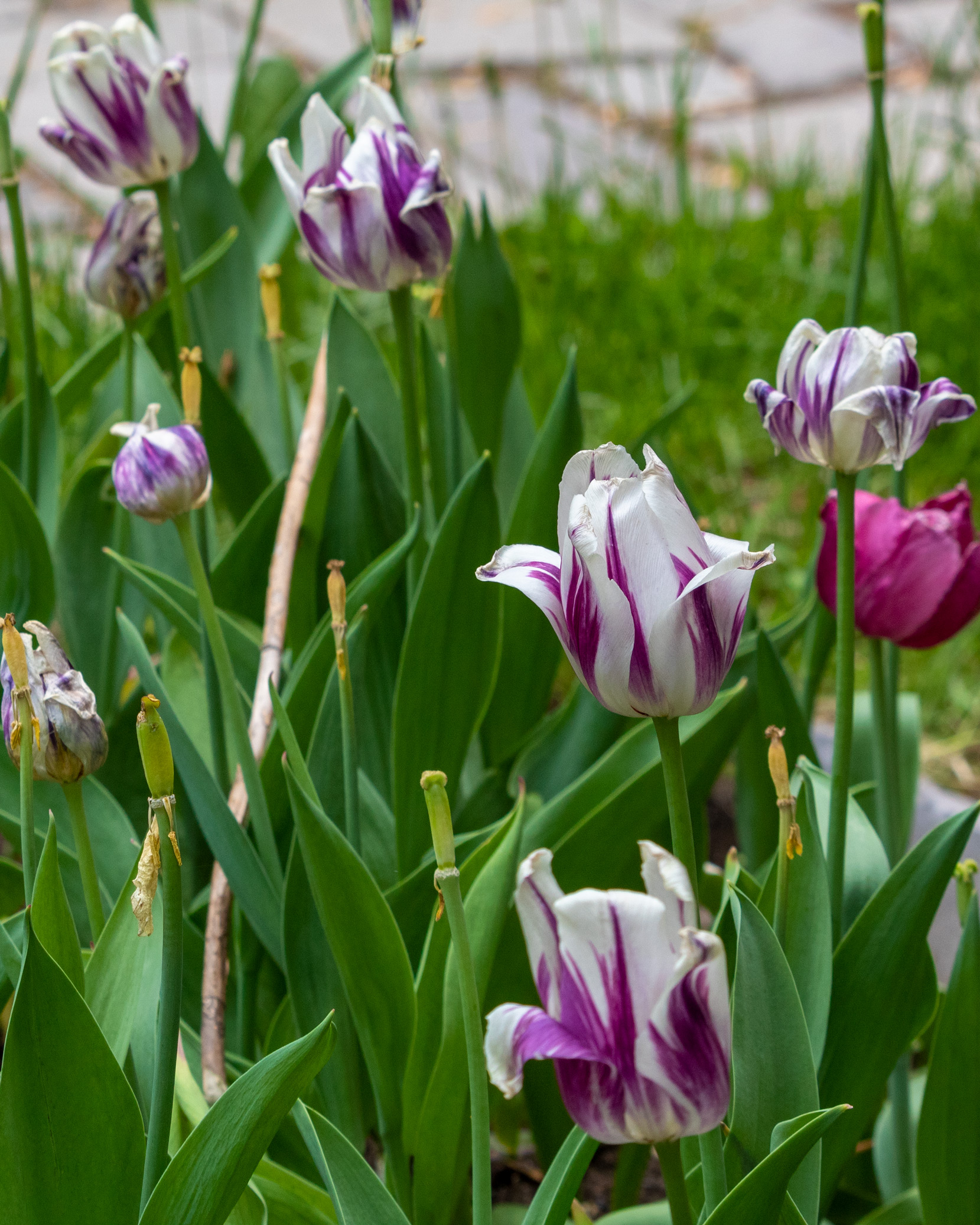 Several tulips, with purple and white patterns on the petals