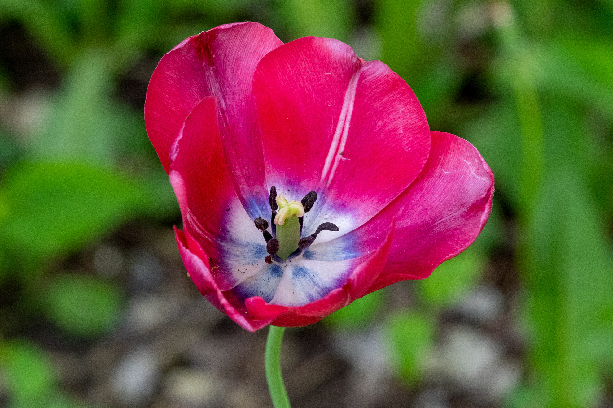 Closeup of red tulip viewed from above