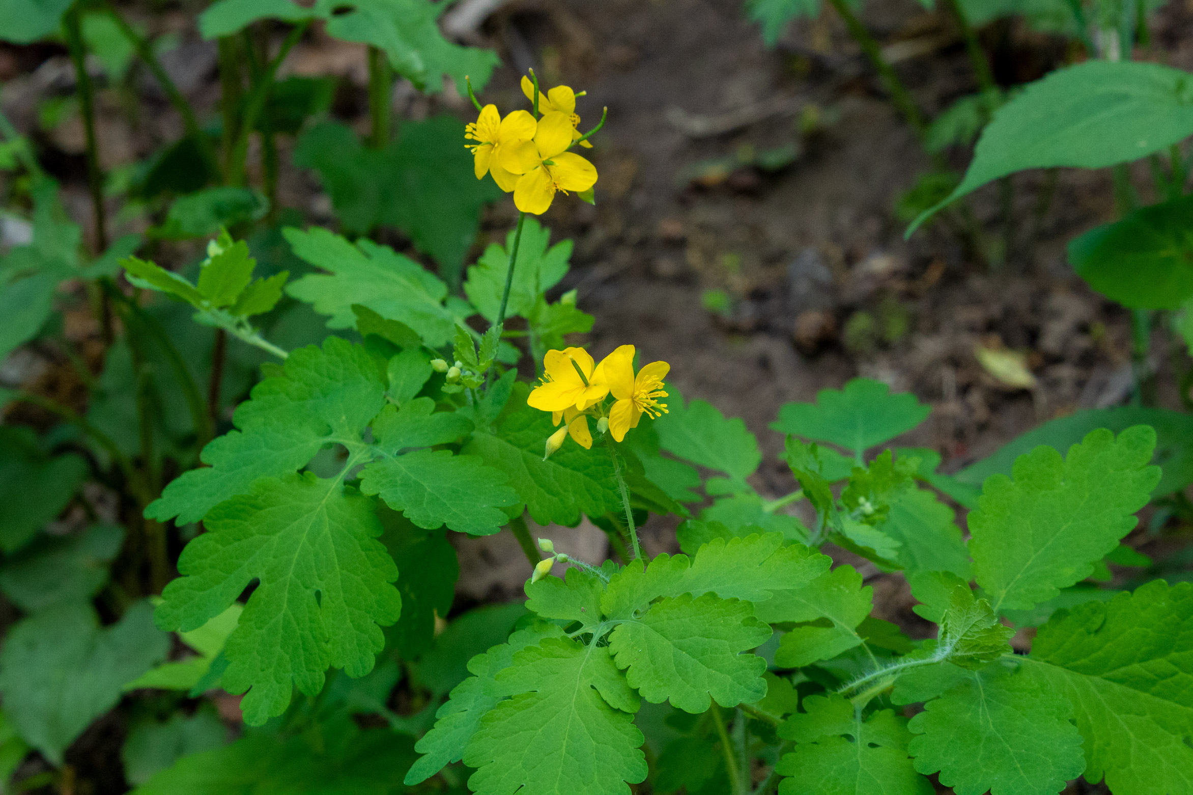 Small yellow flowers with wide green leaves