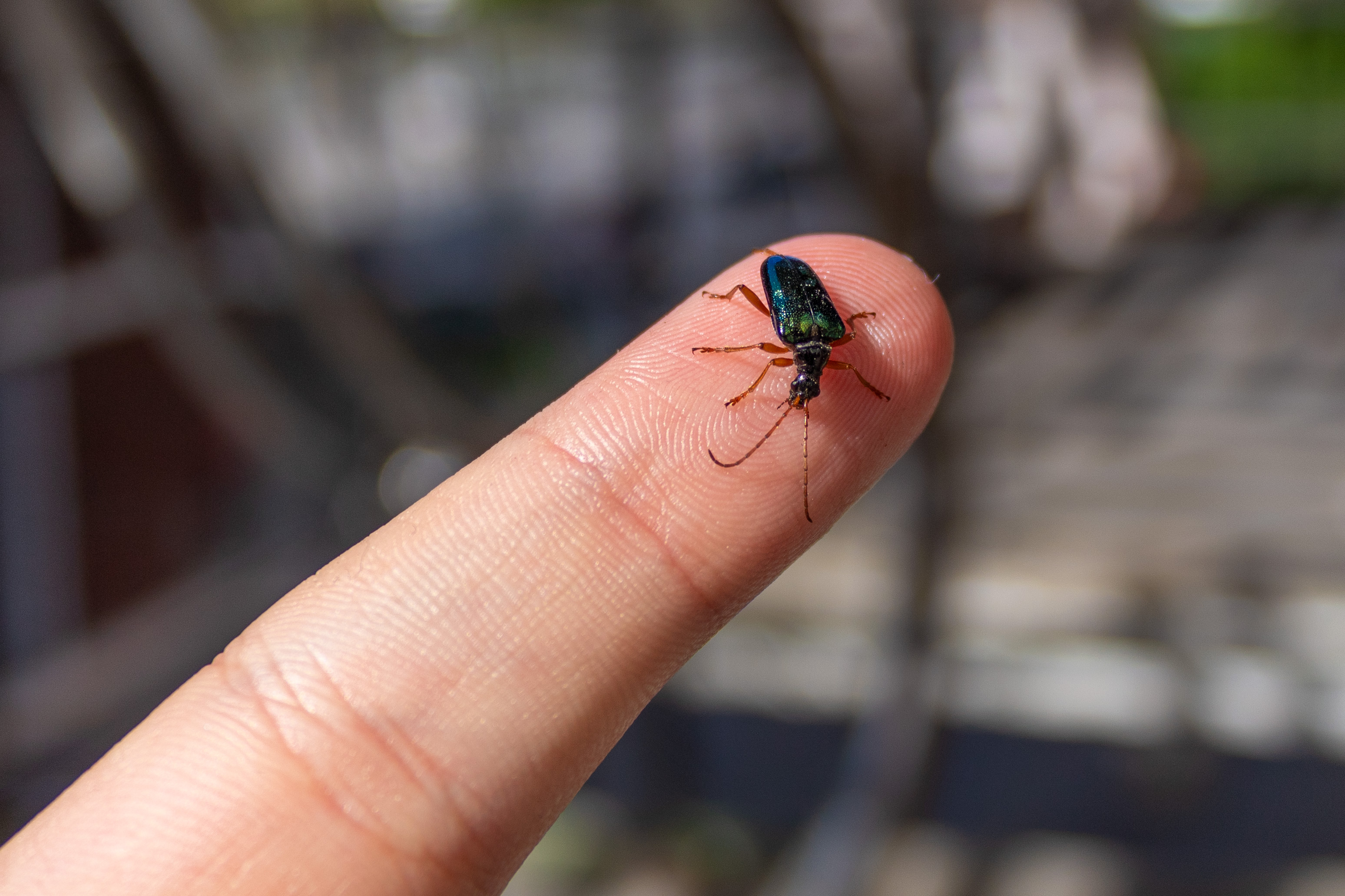 Small green beetle on the tip of a finger