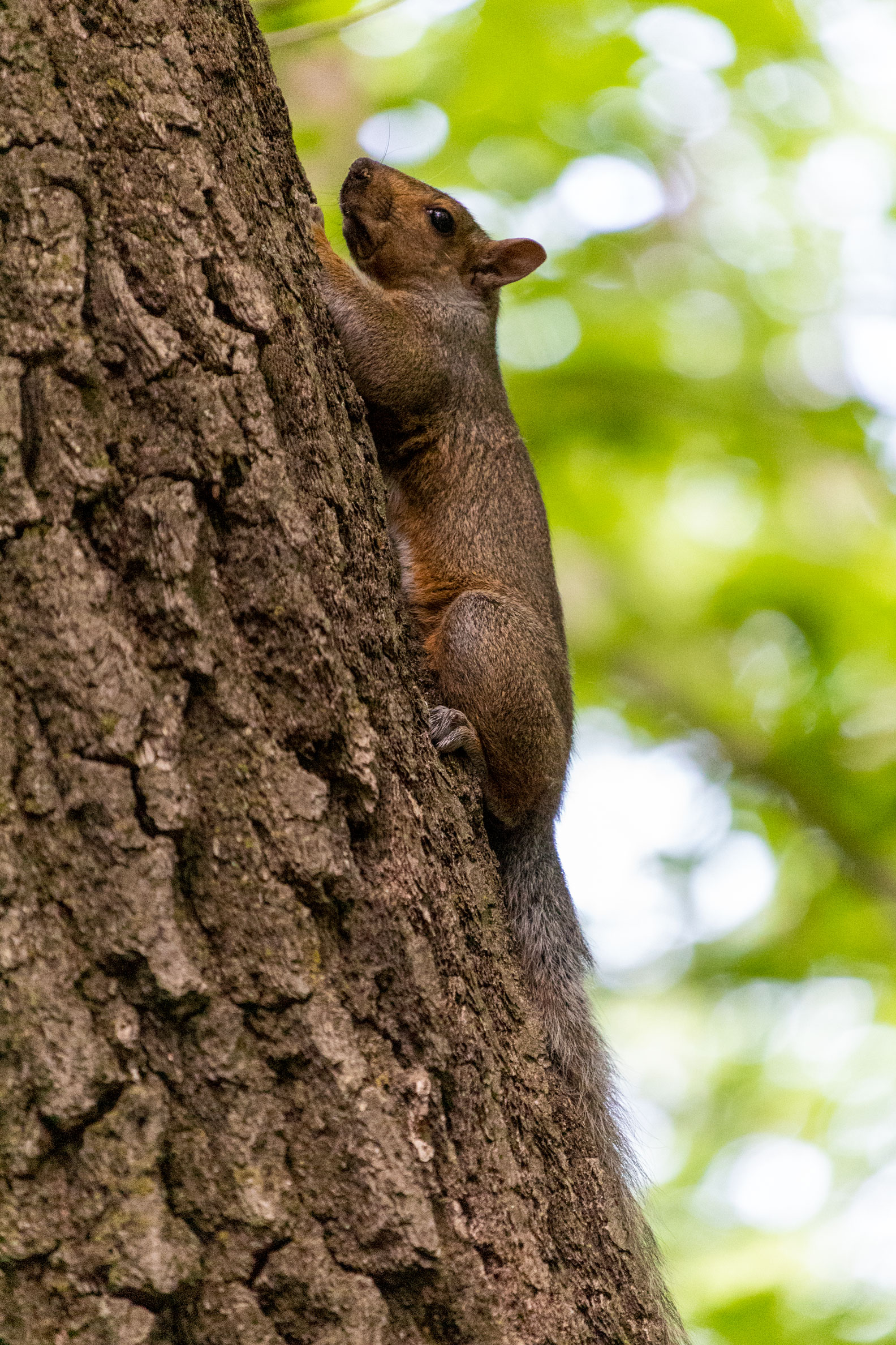 Squirrel clinging to the side of a tree looking thoroughly displeased