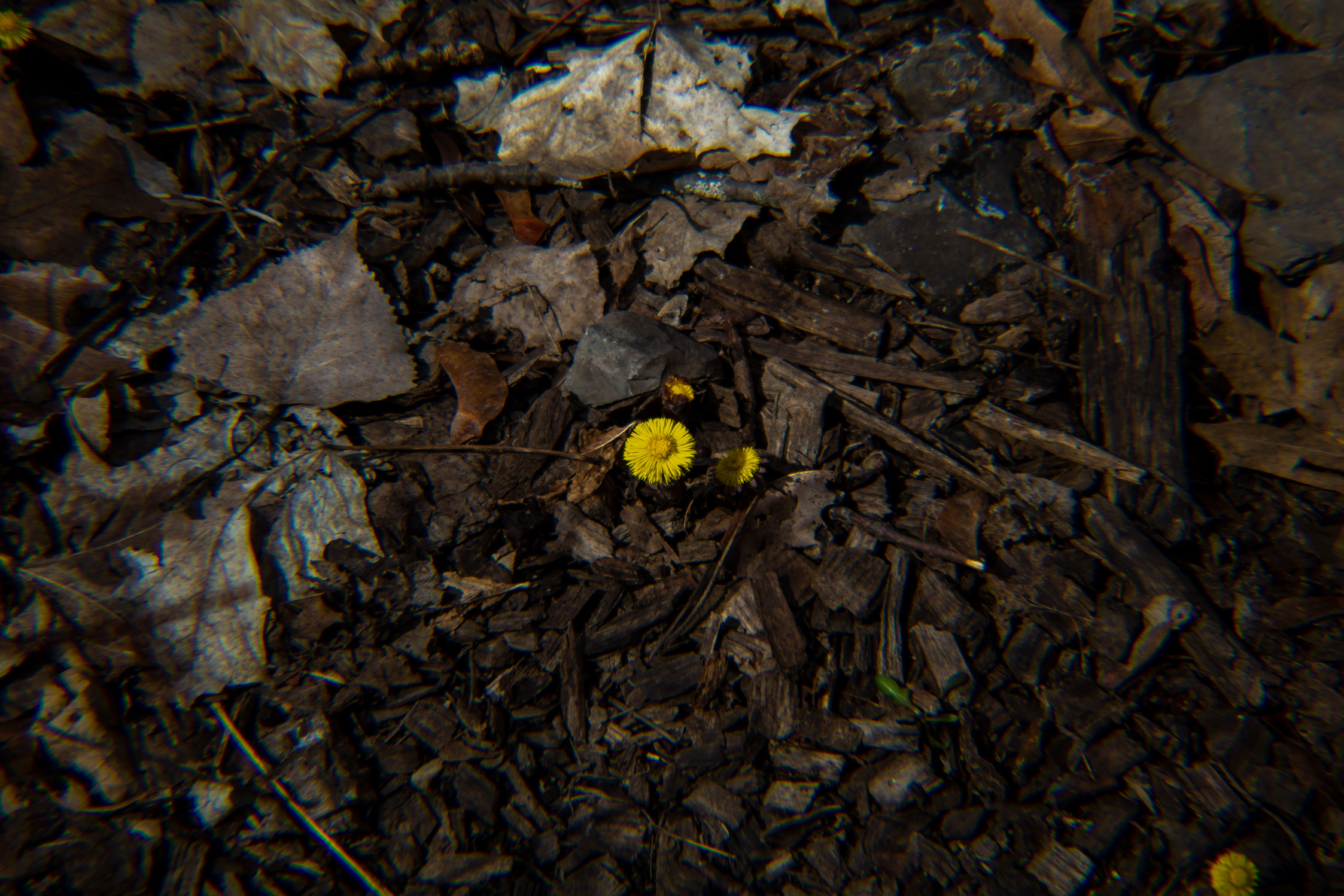 Small yellow flower on a dark dirt background