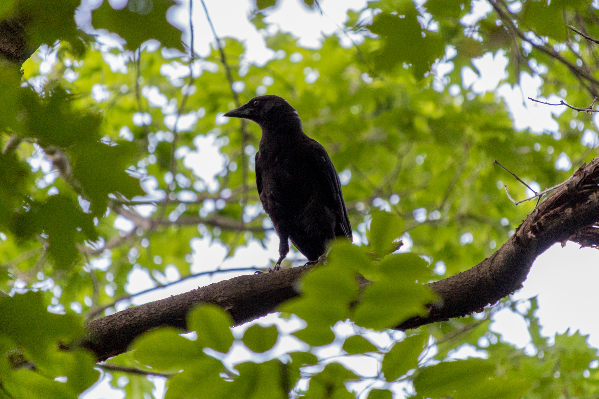 Crow standing on a tree brach looking majestic