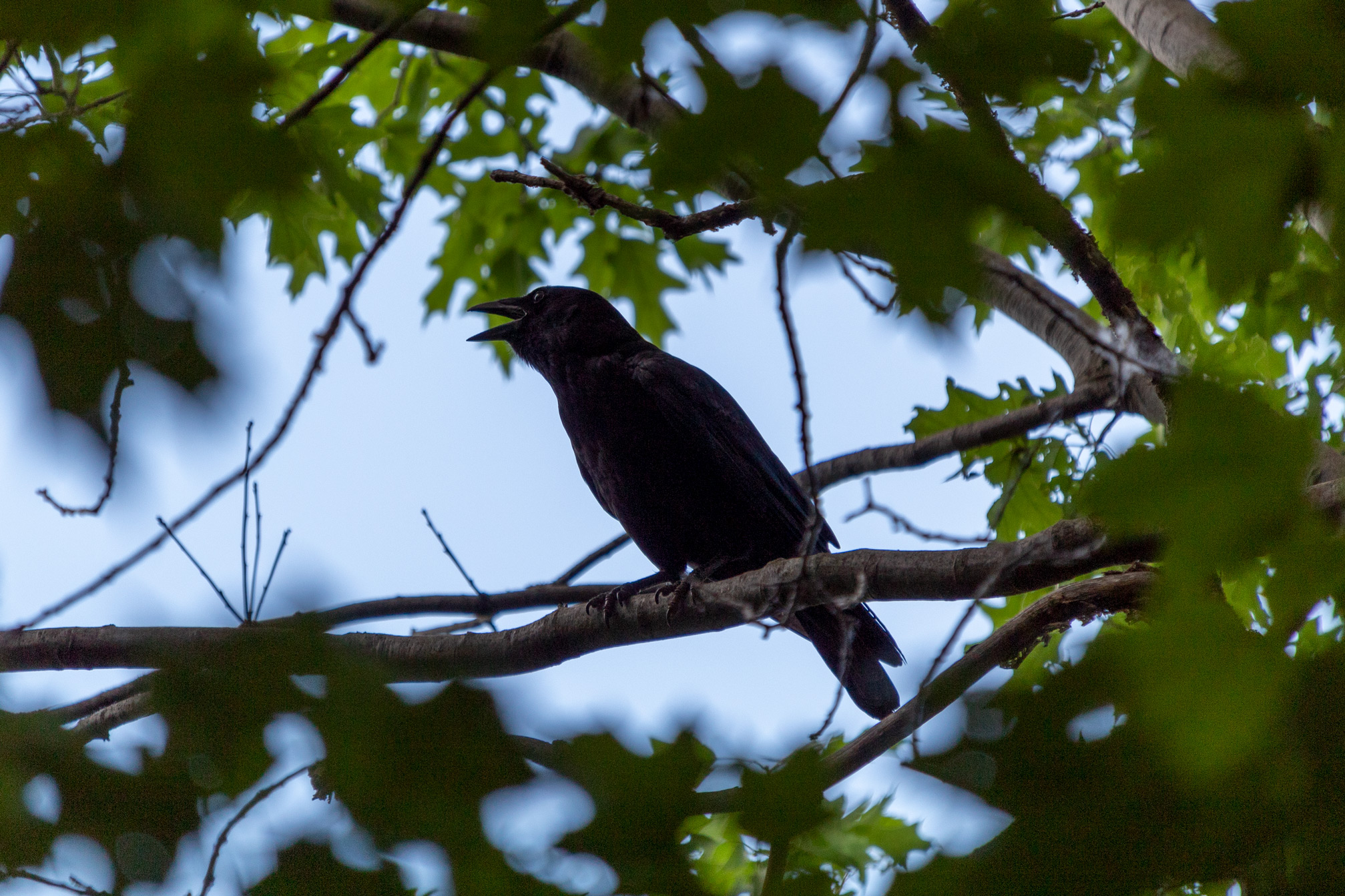 Crow cawing on a tree branch