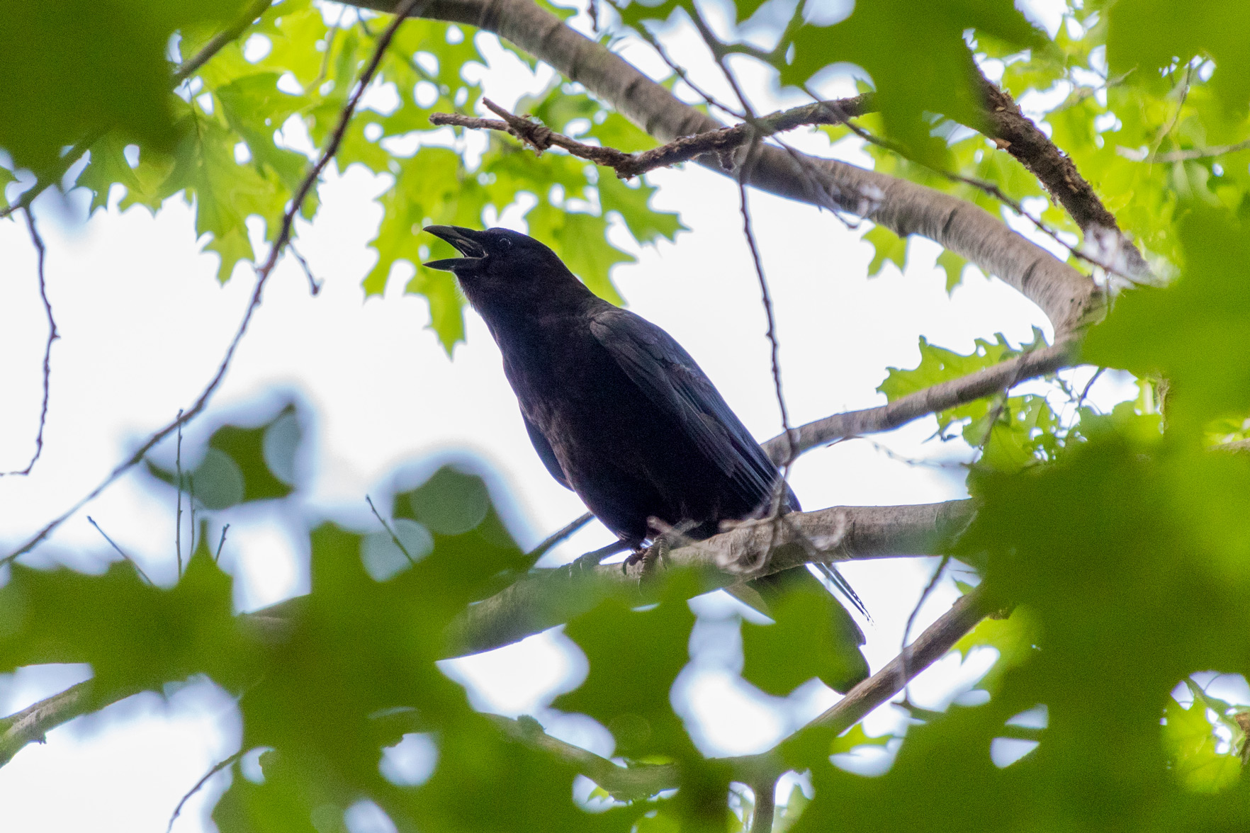 Crow screaming on a tree branch