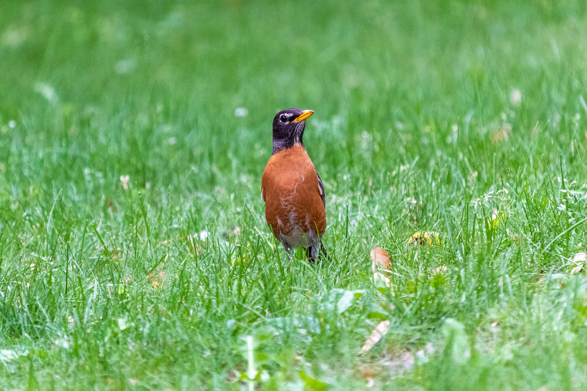 Robin standing in the grass